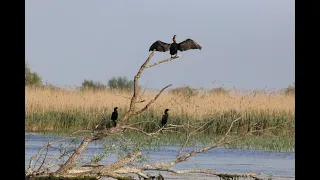 Romania - Danube Delta 2021