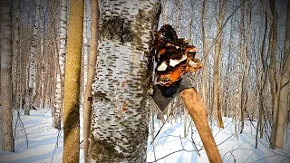 В ЛЕС ЗА ЧАГОЙ/ В МАРТОВСКОМ ЛЕСУ/ ЧАГА ДЛЯ ЗДОРОВЬЯ/