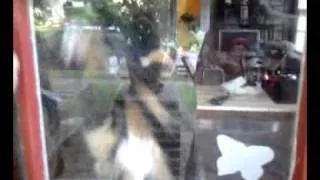 Ugly cat helps clean the windows