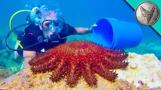 LOOKOUT! Toxic Starfish!