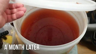 Rhubarb wine from frozen rhubarb | You can use any frozen fruits!!!