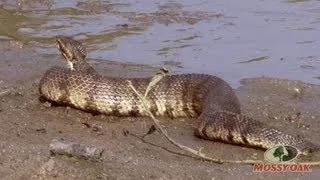 World's Largest Cottonmouth Snake - Mossy Oak