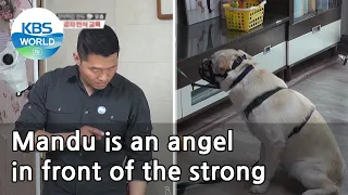 Mandu is an angel in front of the strong (Dogs are incredible) | KBS WORLD TV 210428