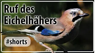 Der Ruf eines Eichelhähers - Vogelgezwitscher #Shorts