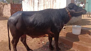 Murrah Bull 🐂 Alwar Rajasthan