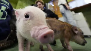 Watch: Take a look inside the adorable Japanese cafe where you can cuddle with micro pigs