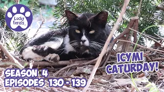 ICYMI Caturday! * Lucky Ferals S4 Episodes 130 - 139 * Cat Videos Compilation