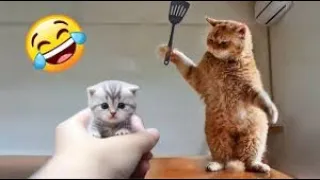 New Cute and Funny Animals 2024 🤣 Funniest Cats and Dogs Videos #42