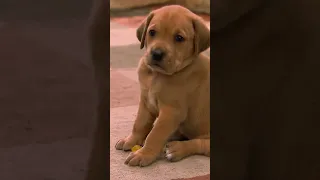 Pup Siblings Sally and Safari Show off Their Wrestling Moves | Too Cute! | Animal Planet