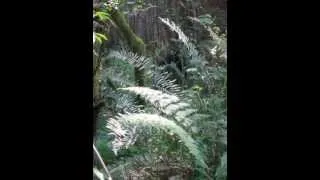 "Bigfoot?" seen in California fern forest.