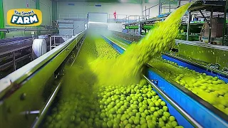 Washing TONS of Green Peas! Amazing Frozen Peas Production Line