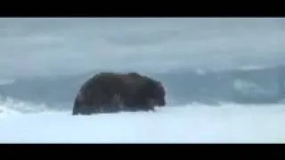 bear_russia.flv