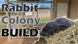 How to BUILD a Rabbit COLONY Pen | Plus baby goats and pregnant mamas