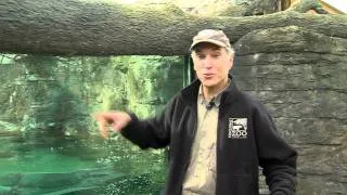 Otters Eat Live Fish - Cincinnati Zoo