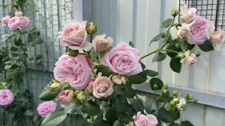 Розы в моем саду. Спасибо 2022 году (с названием сортов)💜💜💜