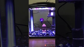 Buddha Themed SunSun HR230 Betta(Fighter) Fish Tank