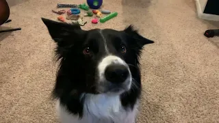 Scoti the Amazing Border Collie