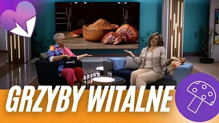 GRZYBY witalne