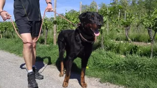 Beauceron Rüde Elvinn ein Traum