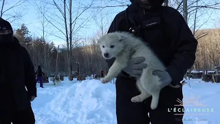 Attrait touristique au Québec en hiver: Traîneau à chiens chez Aventure Inukshuk près de Québec