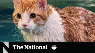 #TheMoment Peaches the fat cat swam to viral fame