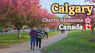 Calgary Canada | Best neighborhood and Cherry Blossoms in Calgary #Calgary #canada #Alberta