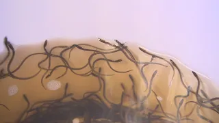 Elver fishery could be cancelled in the Maritimes this year