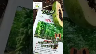 Papaya WS 46 Fruits  ,Excellent taste ,Shape Colour & long transport Fit