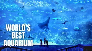 SEA Aquarium Singapore Walking Tour (2020)