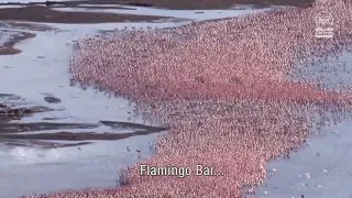 De Flamingo Bar van Tanja Dexters