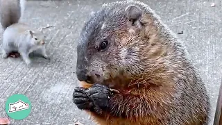 Groundhogs Think Girl Is A Chef. She Serves Them Every Day For Years | Cuddle Buddies