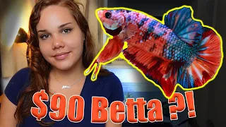 GIANT Betta Fish Unboxing | My BIGGEST Betta Yet!