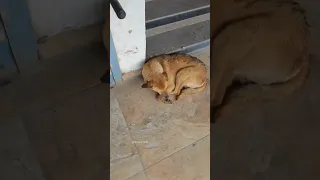 Sleeping Street Dogs 🐶