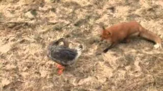Goose vs. fox