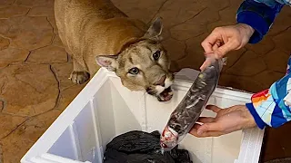 The cats treats arrived! Messi the puma loses his will at the sight of the yummies.