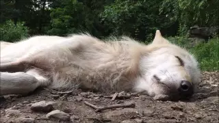 Wolf Howling in Her Sleep