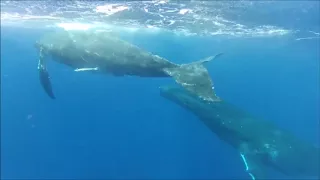 Dive Adventures   Tonga   Swimming with Humpback Whales