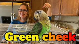 Green cheek conure care aka GCC breeding tips | All About Green cheeked conures