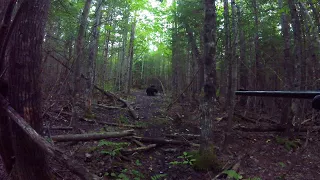 Bear gets dropped by .270