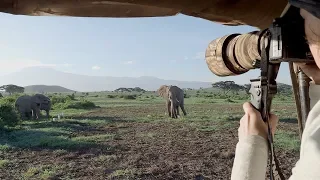 "Kilimanjaro Elephants" - Amazing Wildlife Safari in Amboseli National Park Kenya 2018 (4K)