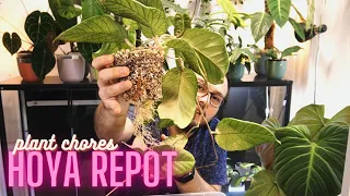 Why I Stopped Growing Hoya in Semihydro? | Hoya Repot