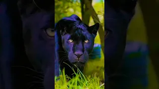 panther attack ☠️☠️ #blackpanther #shorts #trending #viral #vs #anacondavscrocodile #panther