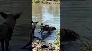 Wild dog and hyena standoff