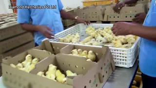Why you need to stop eating chicken - PETA investigation