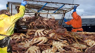 Wow! Big Alaska King Crab Fishing Under The Sea - Fastest Catching A Lot Crabs Live On The Boat