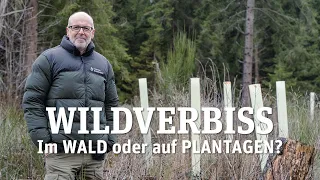 Was ihr über Wildverbiss wissen müsst - mit Peter Wohlleben