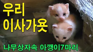 이사가는 아기고양이 어디로 갔을까요.