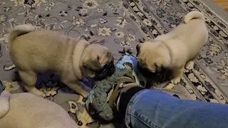 slipper attack