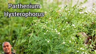 Parthenium Hysterophorus | Make Nature