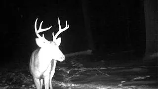 Trail Cam Video New Jersey